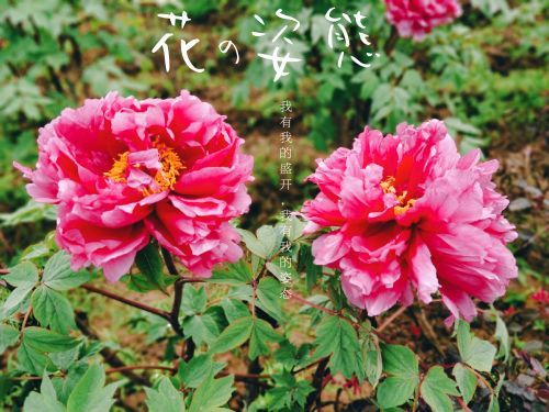 长寿菩提山文化旅游景区