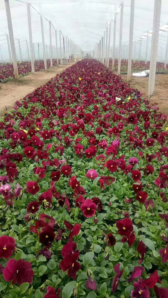 景华文化生态园