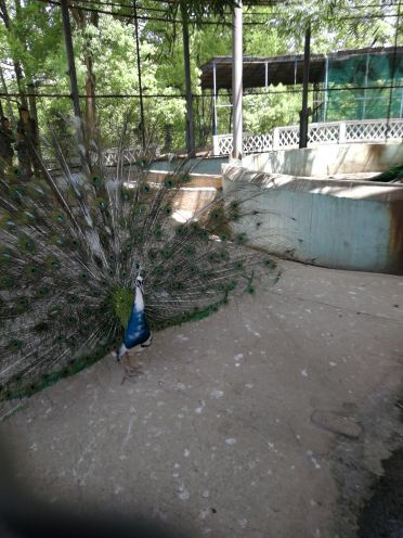 三峡森林野生动物世界