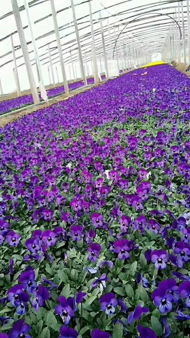 景华文化生态园