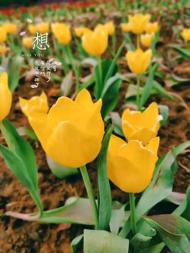 长寿菩提山文化旅游景区