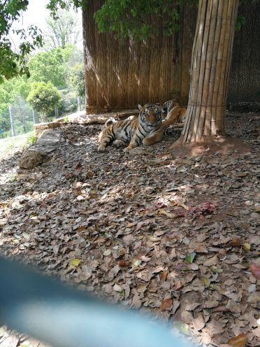 三峡森林野生动物世界