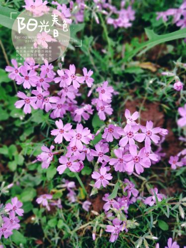 长寿菩提山文化旅游景区
