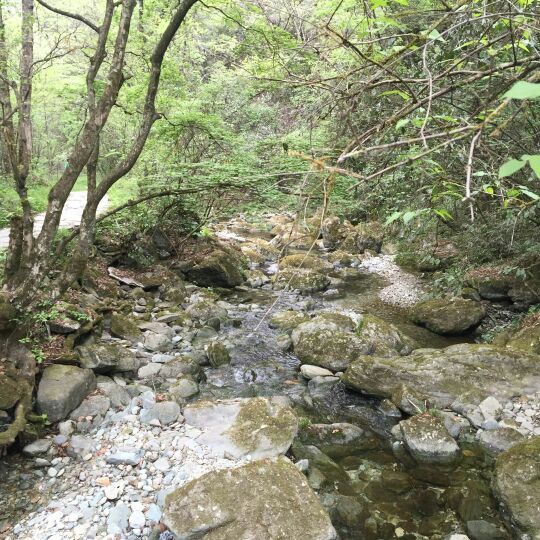 陇南阳坝梅园沟