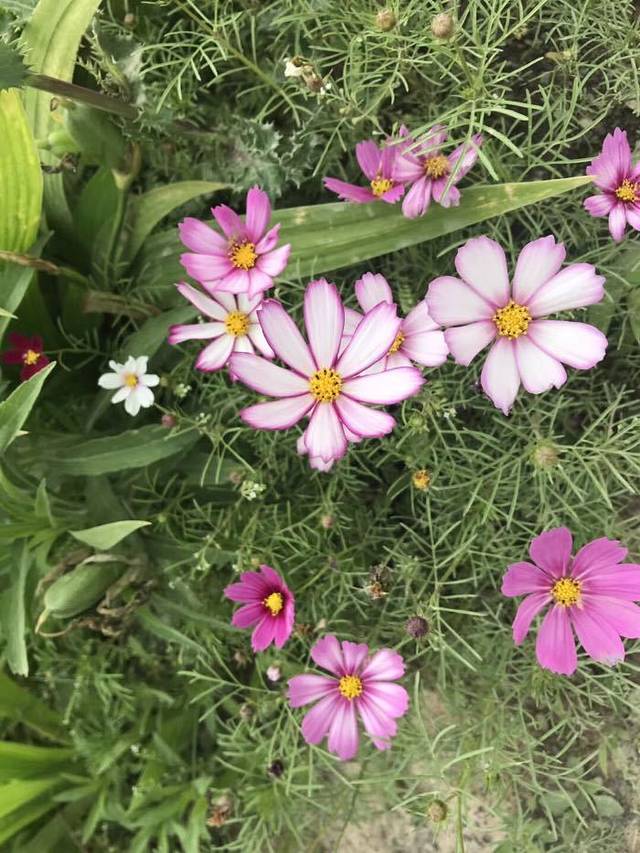 万安山山顶公园