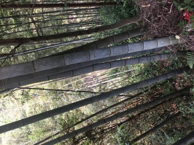 瑞安双溪寨漂流