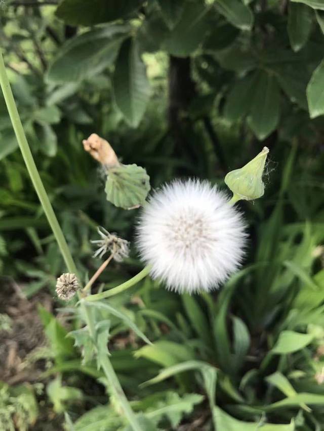 万安山山顶公园