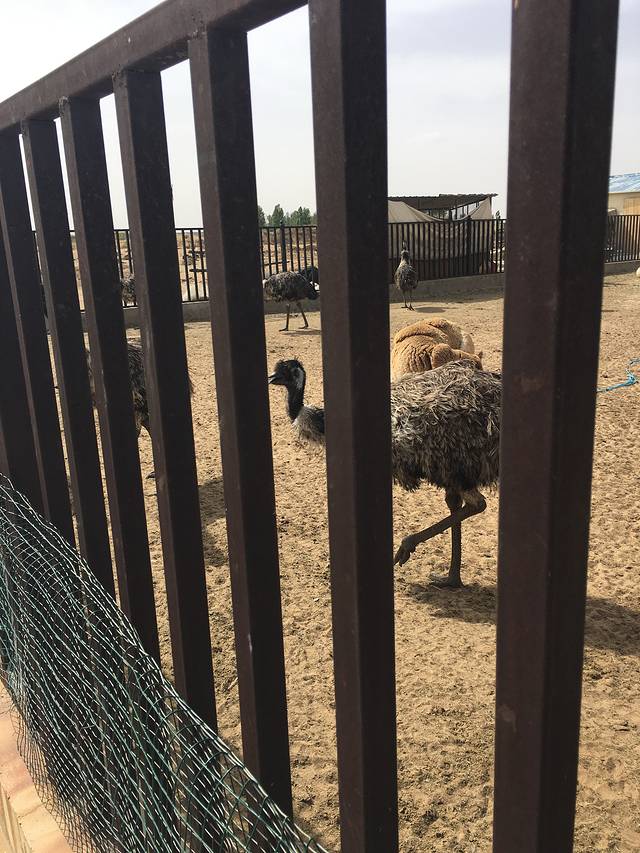 恩格贝生态旅游区