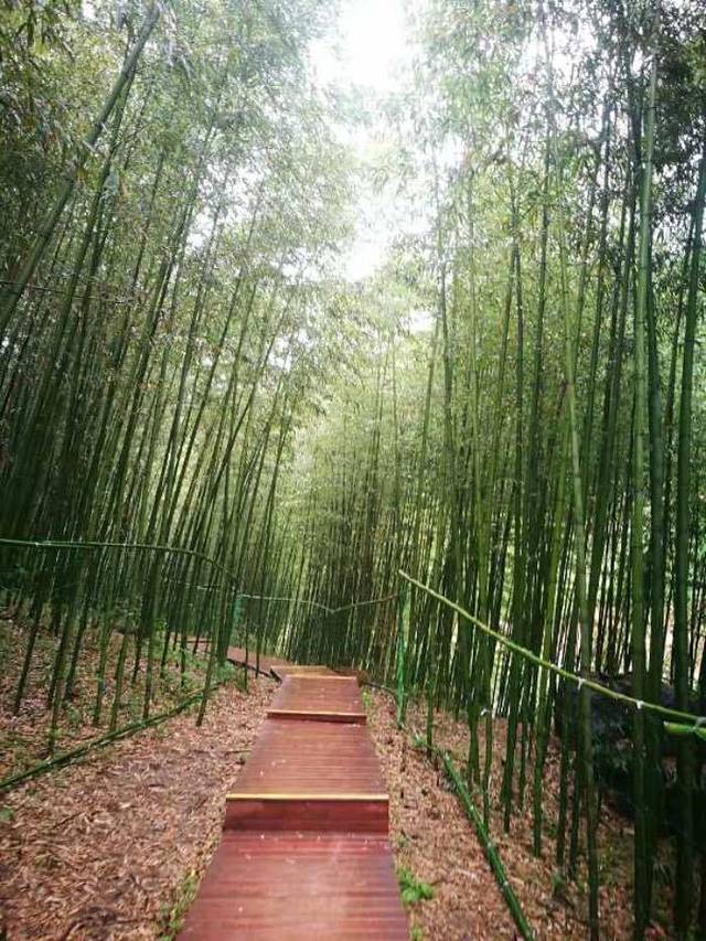 鲸鱼沟竹海风景区