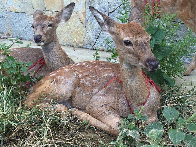 常青国际羊鹿山景区