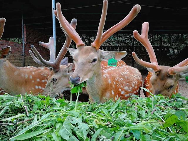 常青国际羊鹿山景区