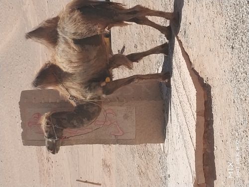 达坂城风力发电站