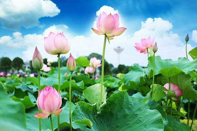 浏阳万花卡通园