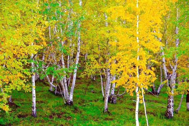 新青国家湿地公园