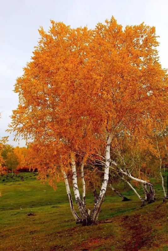 新青国家湿地公园