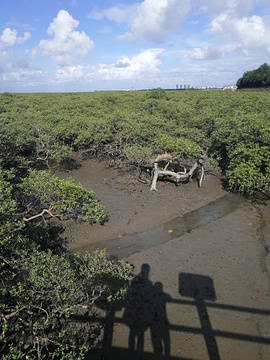 北海金海湾红树林生态旅游区旅游景点攻略图