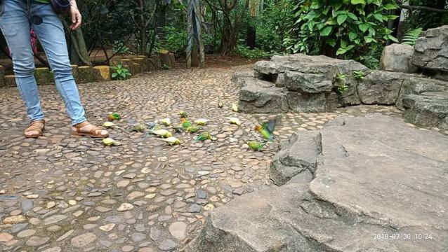 海南热带飞禽世界