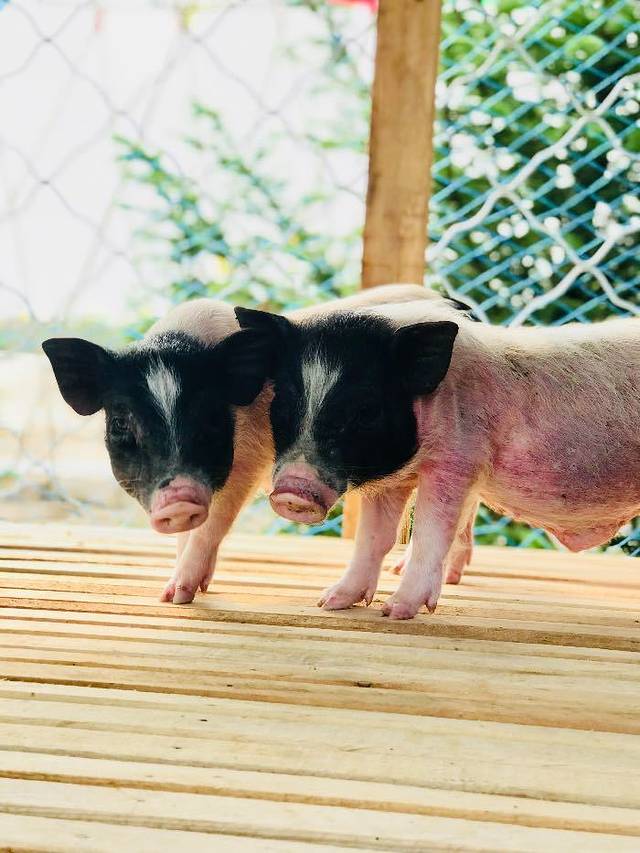 沈阳宝岛阿美族热带农业博览园