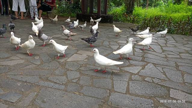 海南热带飞禽世界