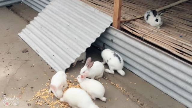 沈阳宝岛阿美族热带农业博览园