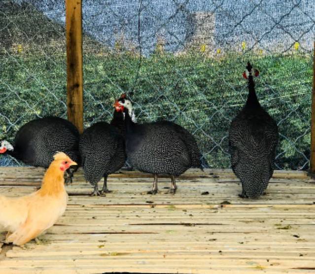 沈阳宝岛阿美族热带农业博览园