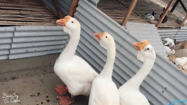 沈阳宝岛阿美族热带农业博览园