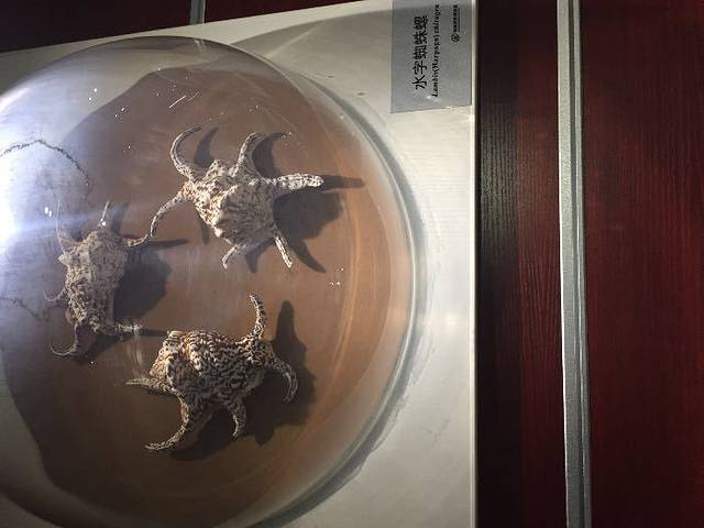 青岛贝壳博物馆