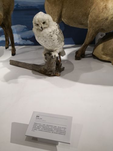 贝林自然博物馆