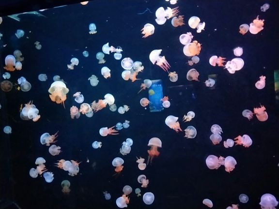 南海洋水母王国