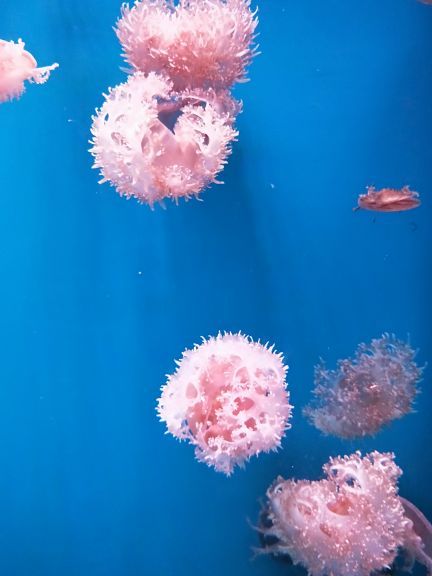 南海洋水母王国