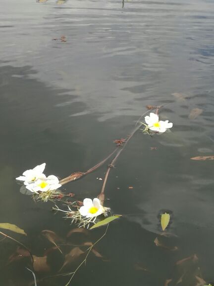 拉市海骥足马场