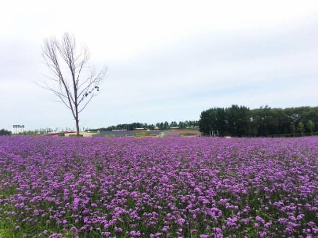 普罗旺斯薰衣草庄园