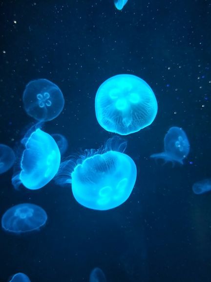 南海洋水母王国