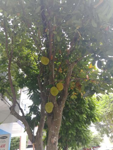 大清国钦州界五号界碑