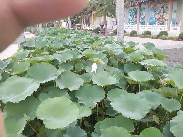 刘洪文化园海浪谷