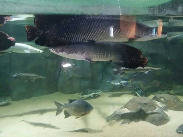 江西瑞金九丰极地海洋世界