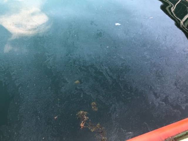 桑沟湾海洋牧场