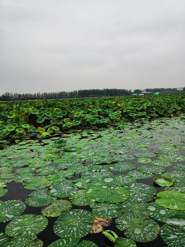 "去的时候人很少，但是风景很美，玩儿的也很开心，票价也很便宜，对于没见过大片荷花和芦苇的我来说非..._银川鸣翠湖国家湿地公园"的评论图片