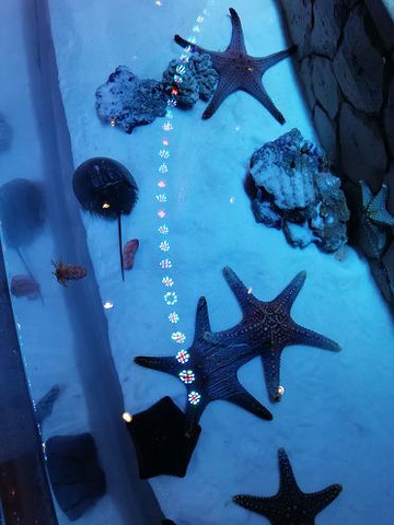 "_三亚亚特兰蒂斯失落的空间水族馆"的评论图片
