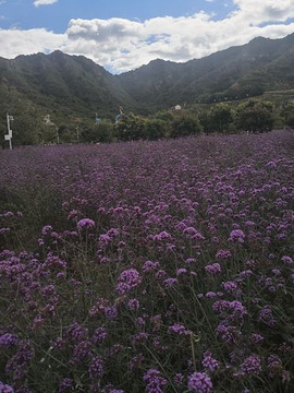 玫瑰情园旅游景点攻略图