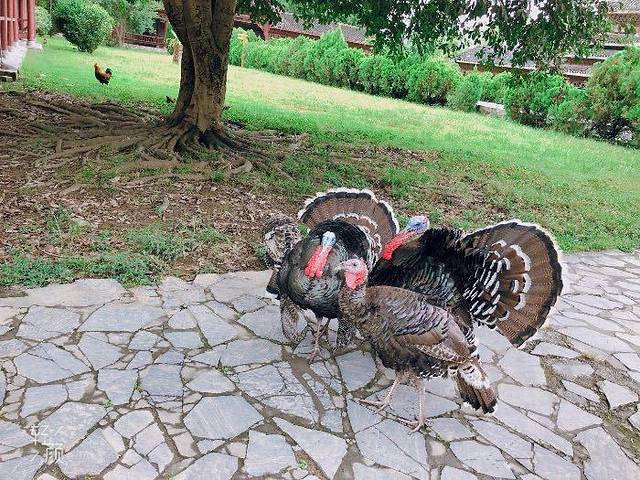 三宝千户侗寨景区
