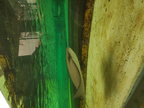 新加坡水上探险乐园