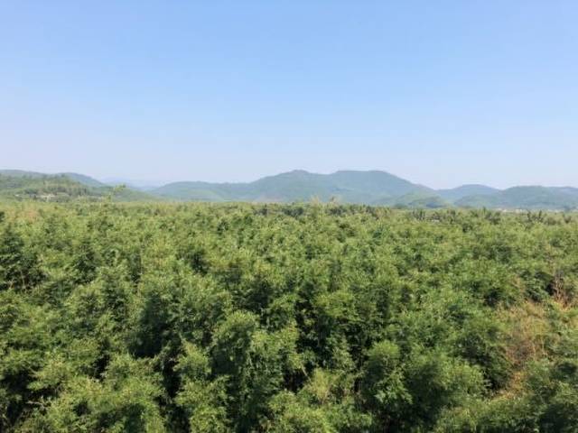 绥江竹海生态旅游景区