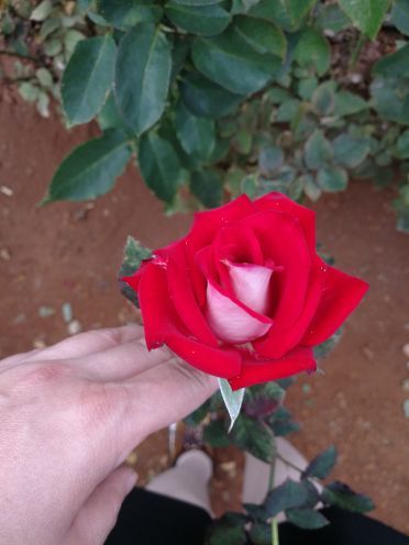 雪山玫瑰庄园(玉泉路店)