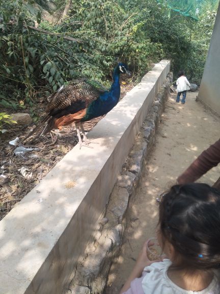 五龙山野生动物王国