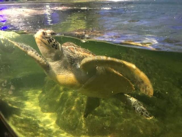 江和美海洋公园