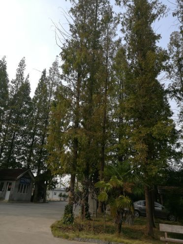 宝应湖国家湿地公园