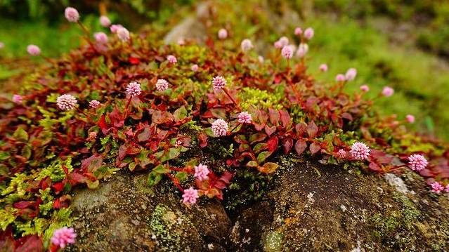 中国红河蝴蝶谷景区