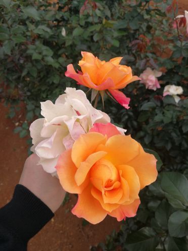 雪山玫瑰庄园(玉泉路店)