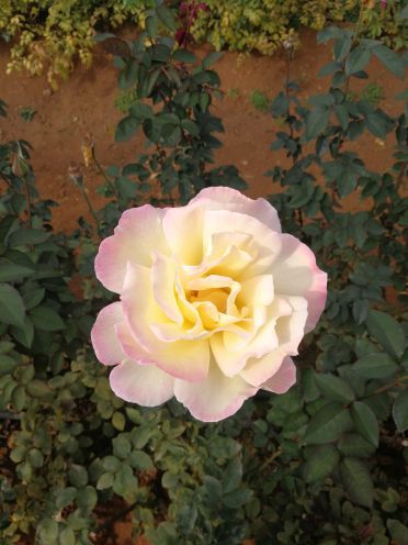 雪山玫瑰庄园(玉泉路店)